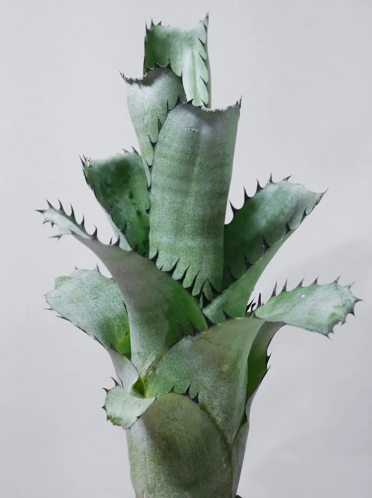 ビルベルギア　サンデリアナ