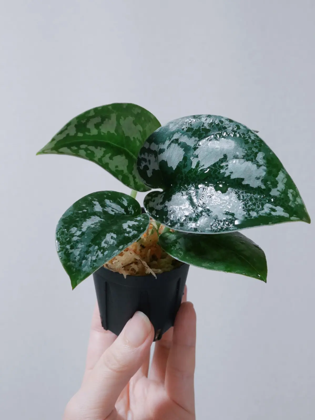 スキンダプサス　シルバープリンセス