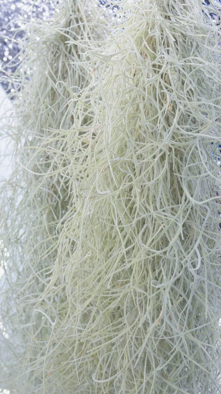 ティランジア　ウスネオイデス