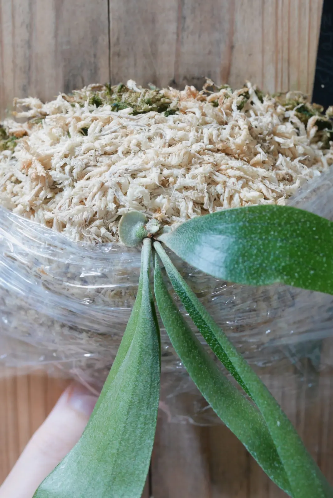 ビカクシダ　細葉すじ　③