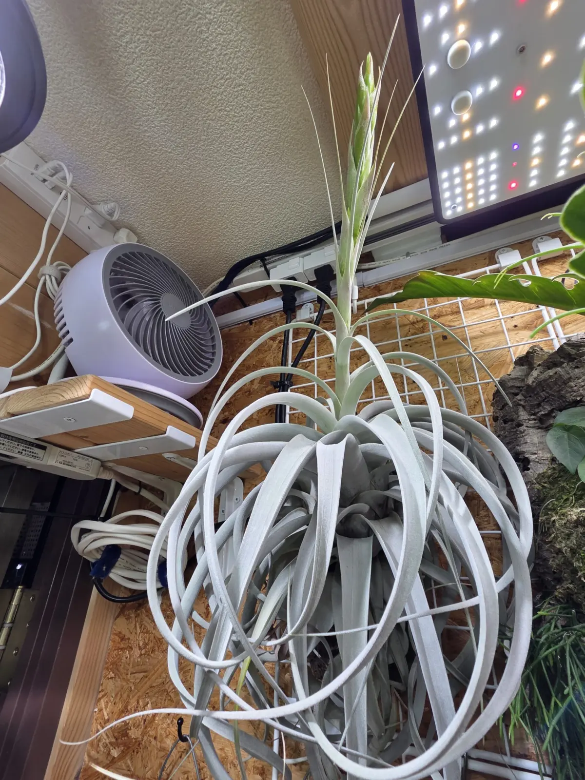 キセログラフィカ