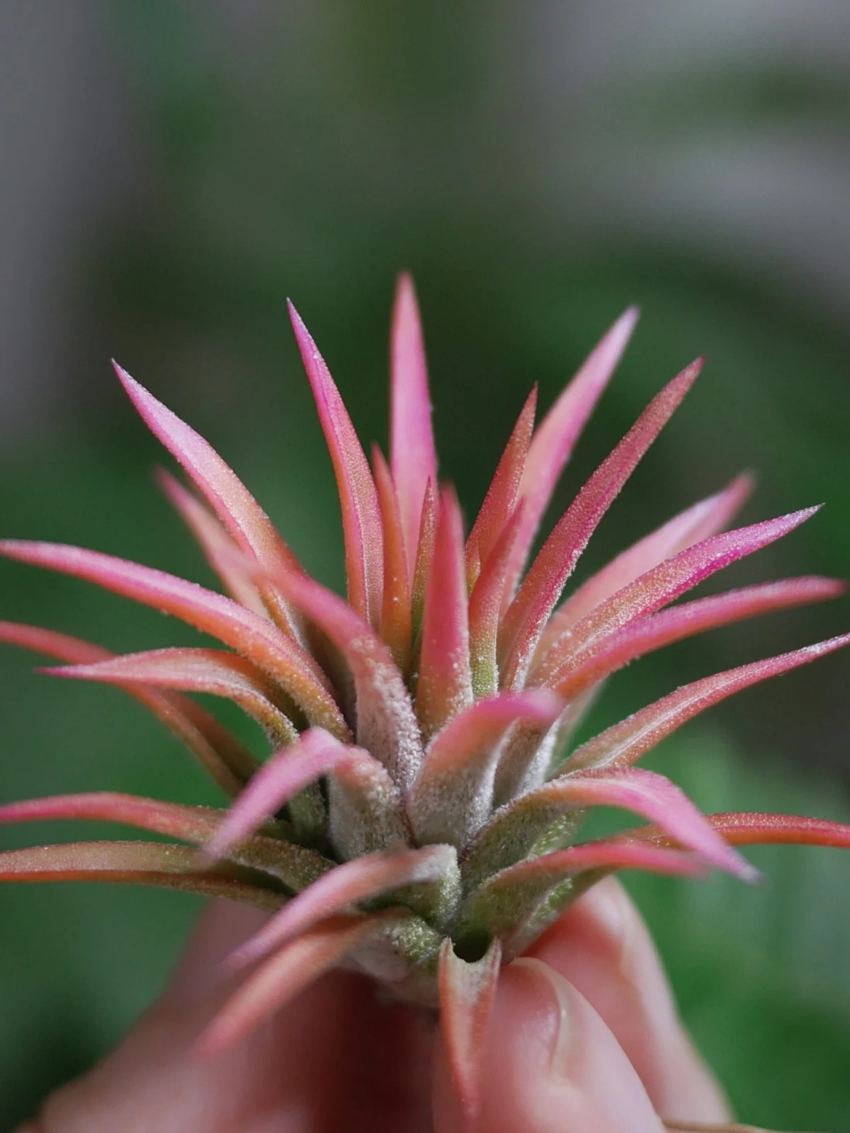 ティランジア　イオナンタ　オールウェイズピンク