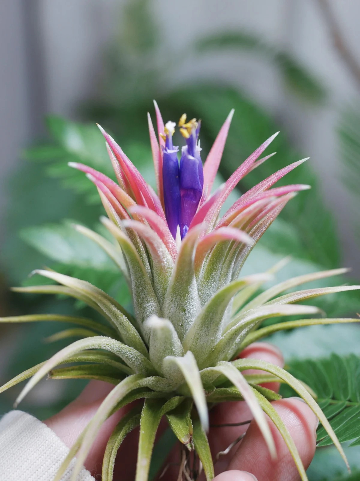 ティランジア イオナンタ アルボマルギナータ