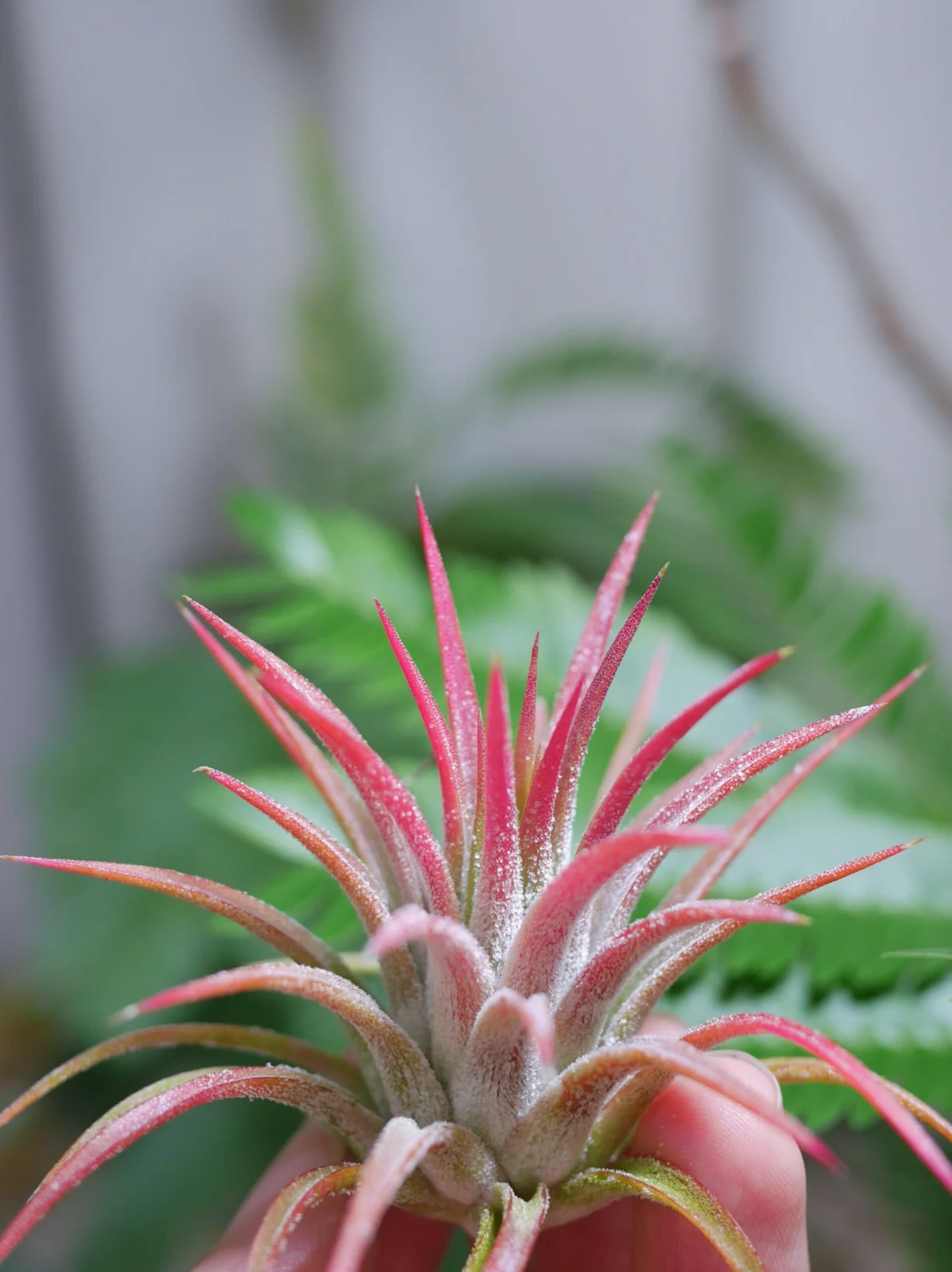 ティランジア　イオナンタ　ビーラー