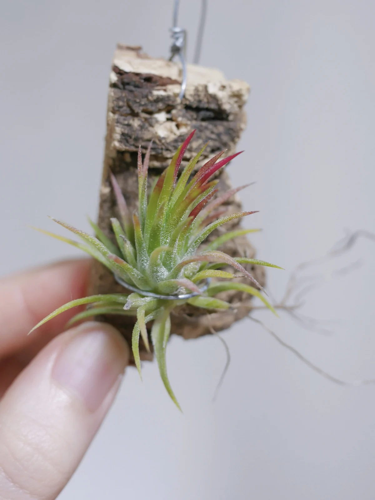 ティランジア　イオナンタ　ツートン