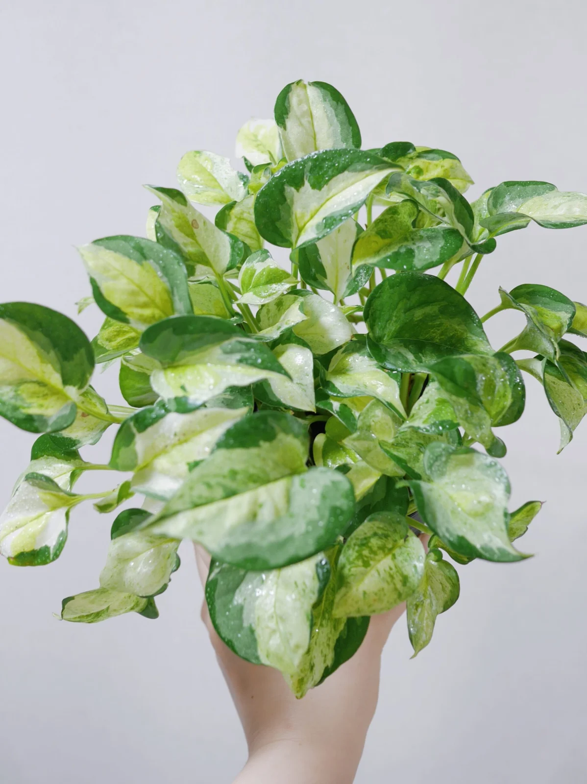 ポトス グローバル