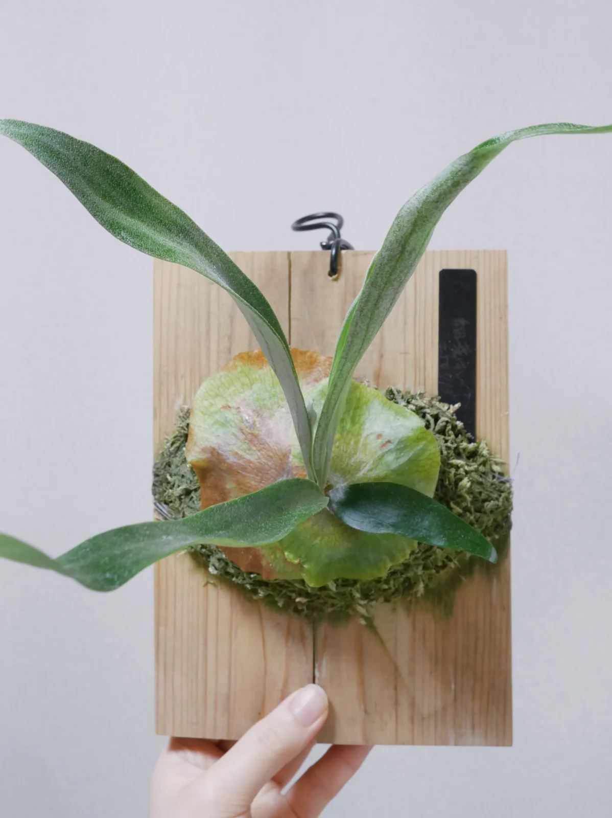 ビカクシダ 細葉すじ ④