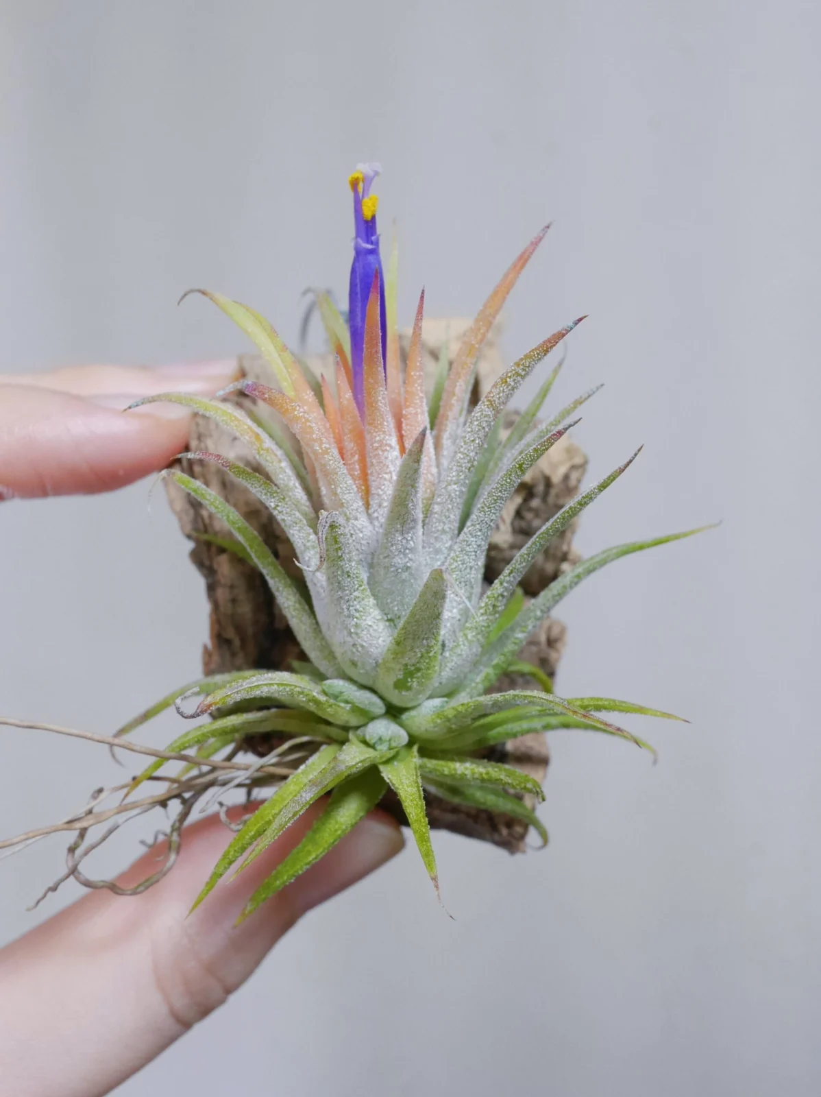 ティランジア　イオナンタ　ソル