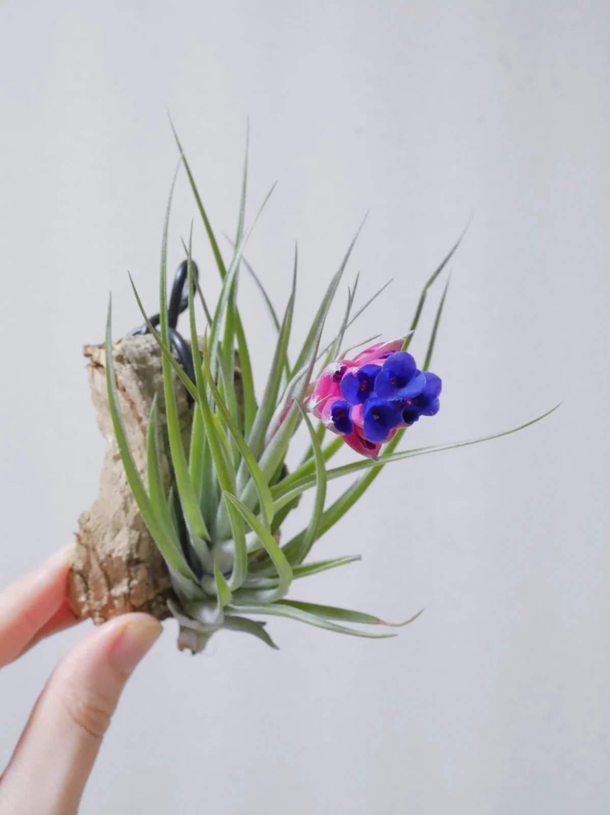 ティランジア　ストリクタ　丸い花弁の濃いやつ