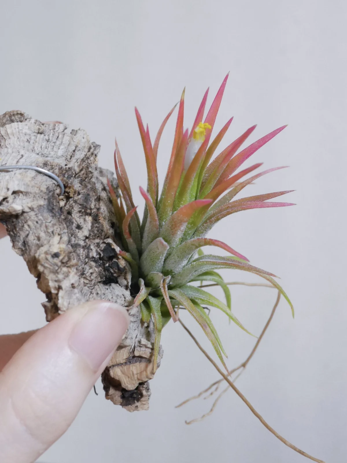 ティランジア　イオナンタ　オレンジタイプ