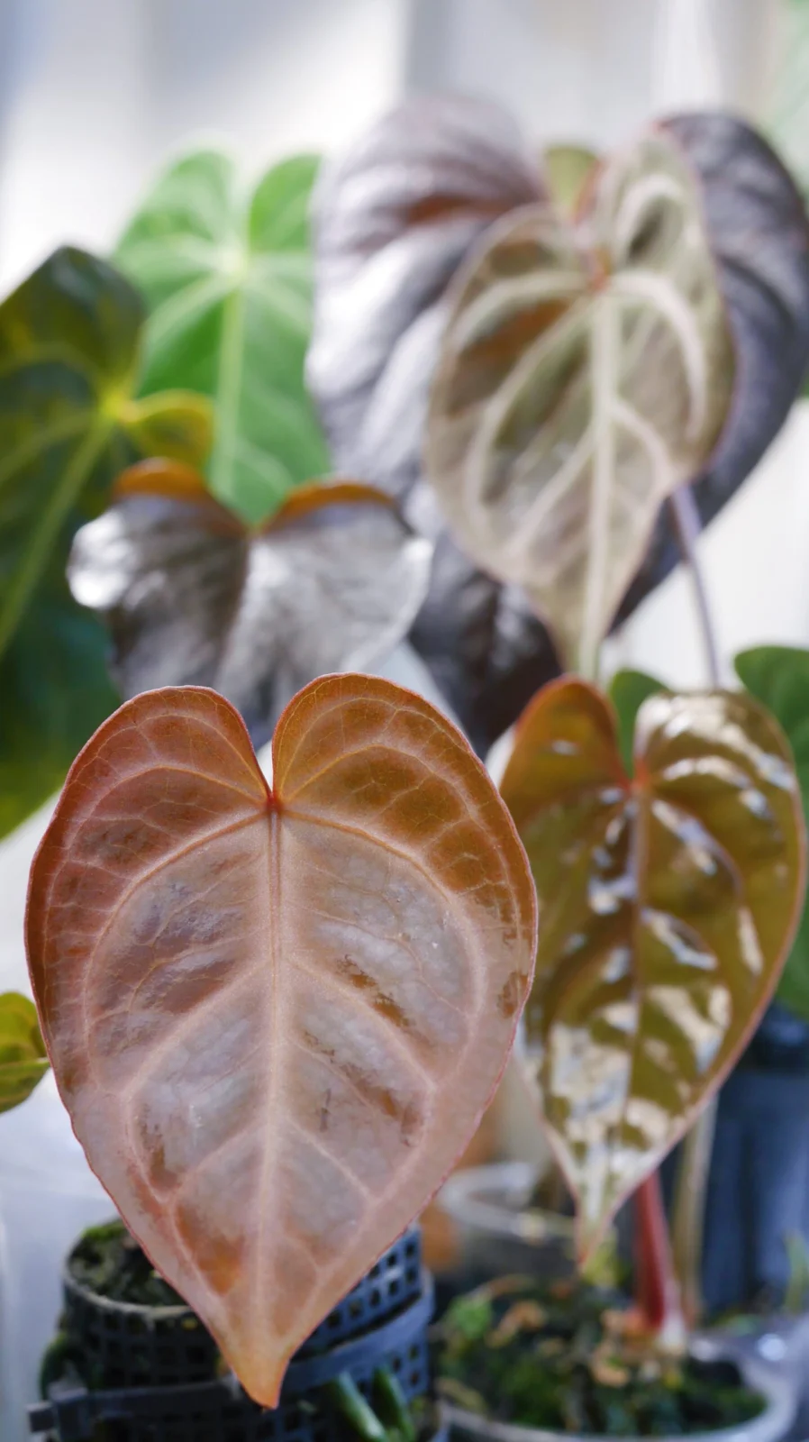 アンスリウム　色々