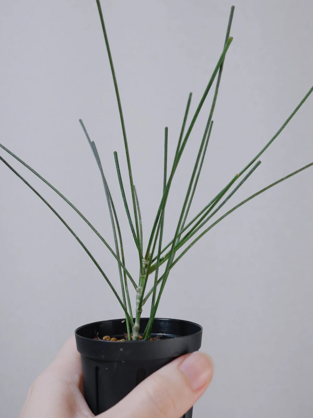 ホヤ　スパルティオイデス