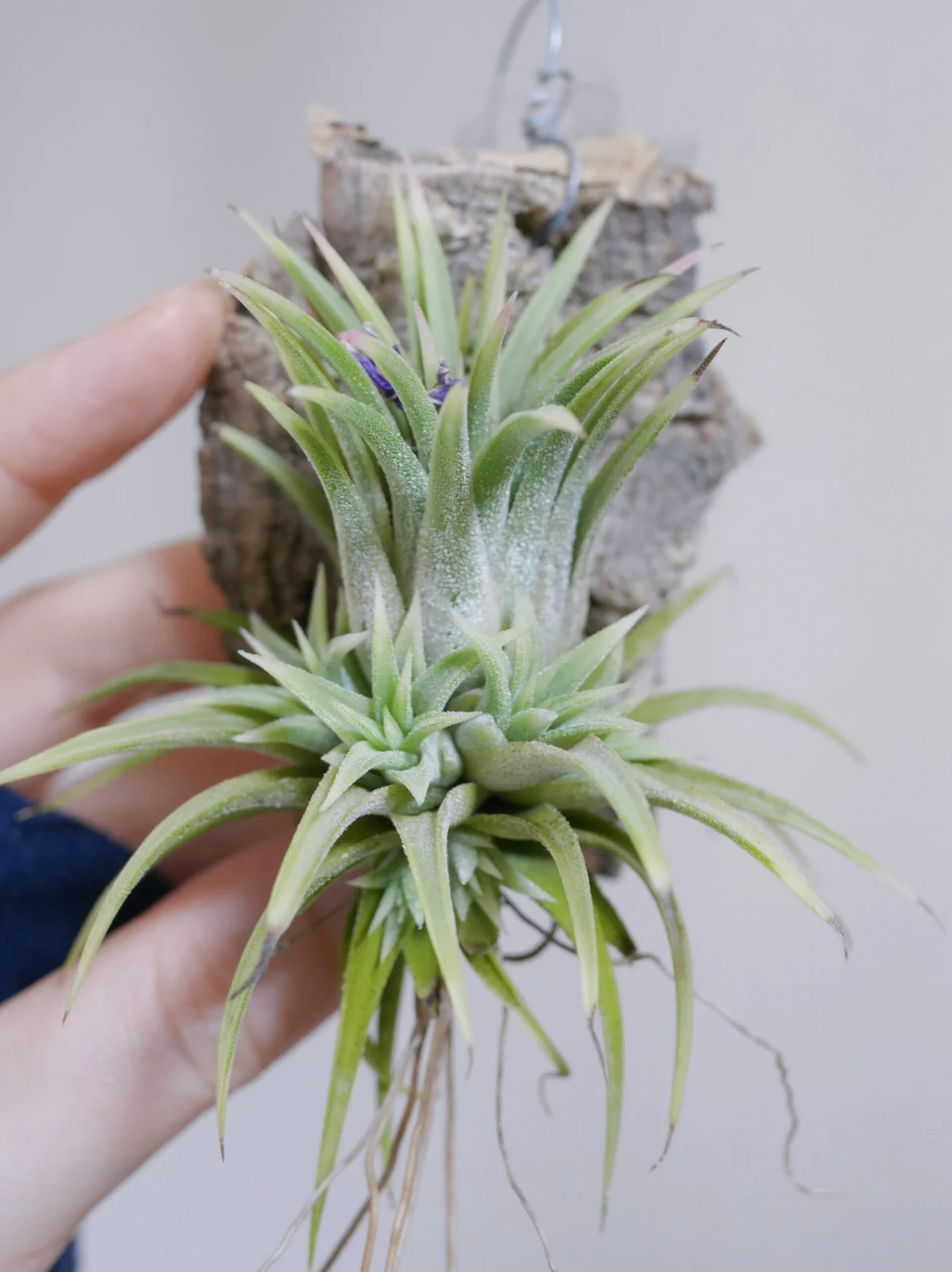 ティランジア　イオナンタ　アルボマルギナータ