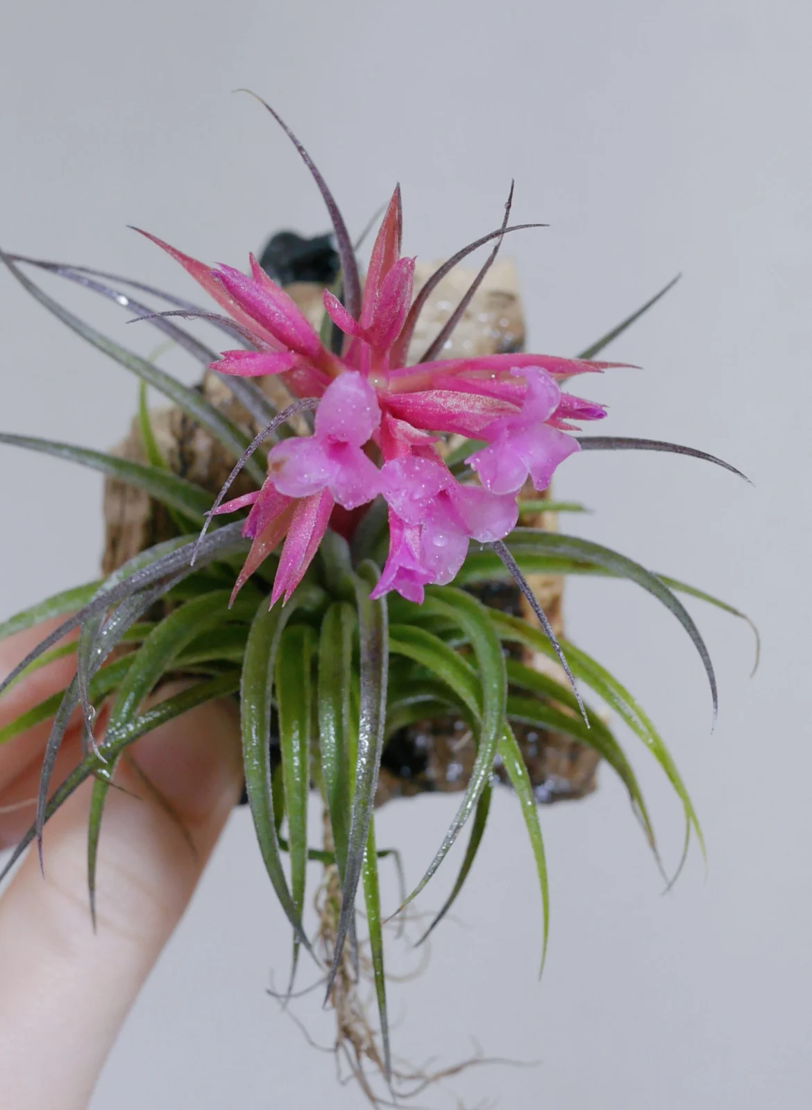 横浜　ティランジア　スークレイ