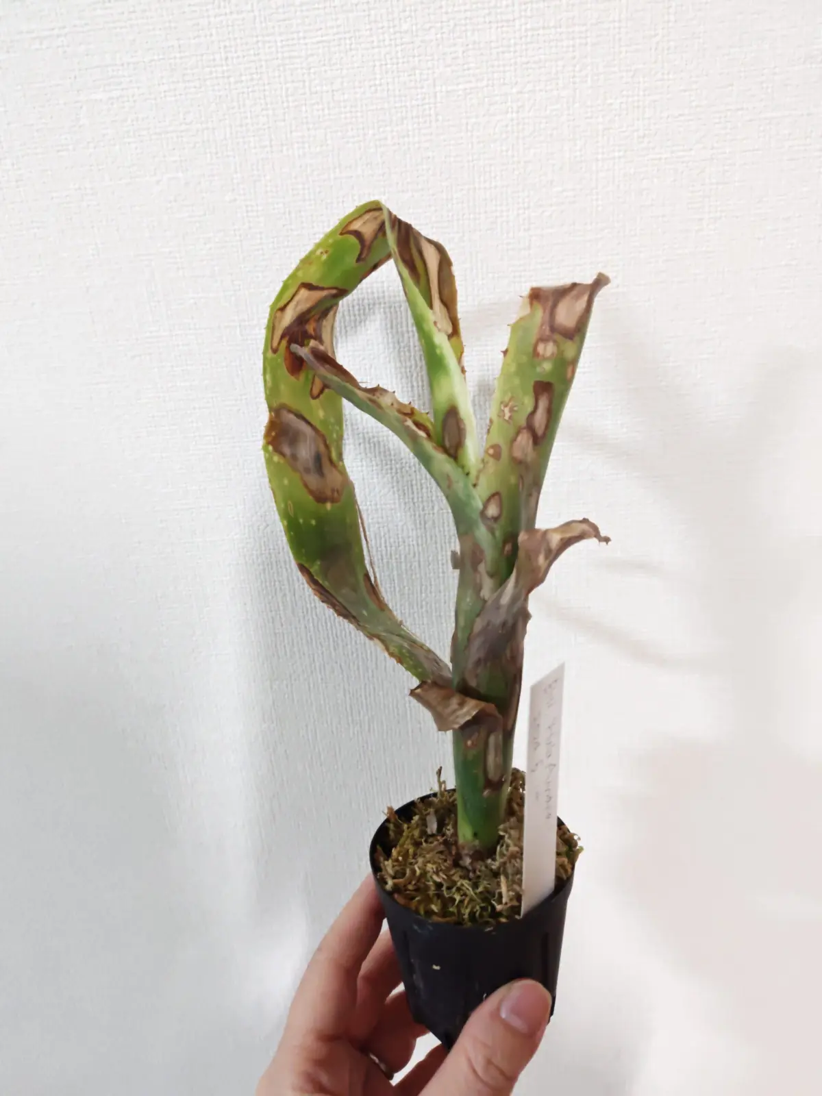 ビルベルギア フラアウワナ