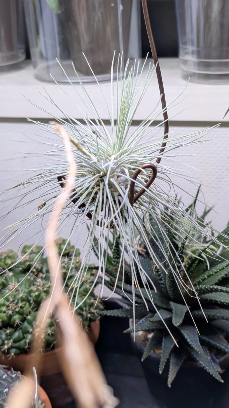 ティランジア フクシー