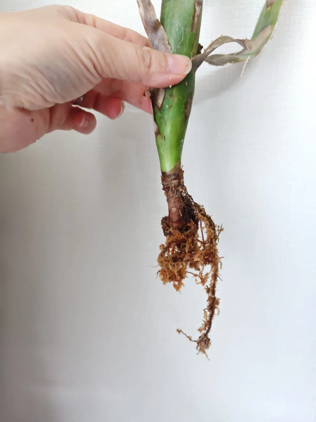 ビルベルギア　フラアウワナ