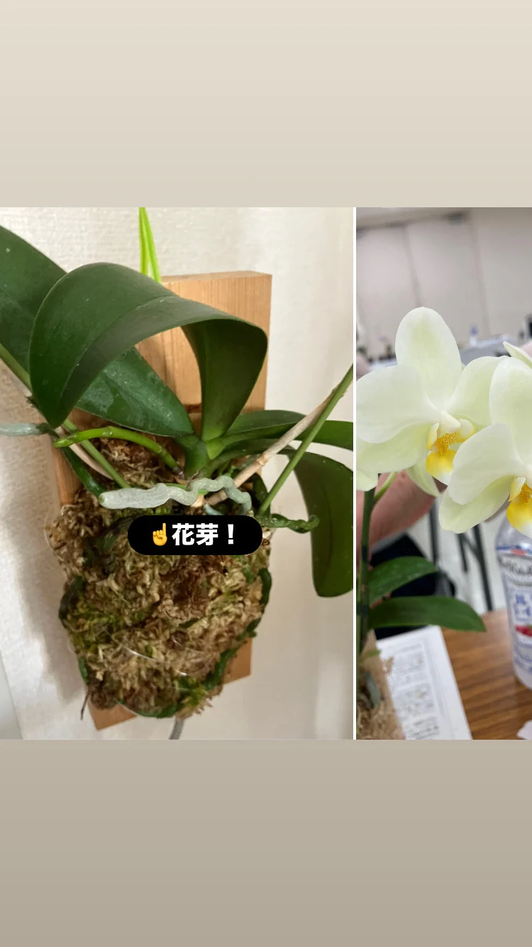 ミニコチョウラン　ピュアムーン