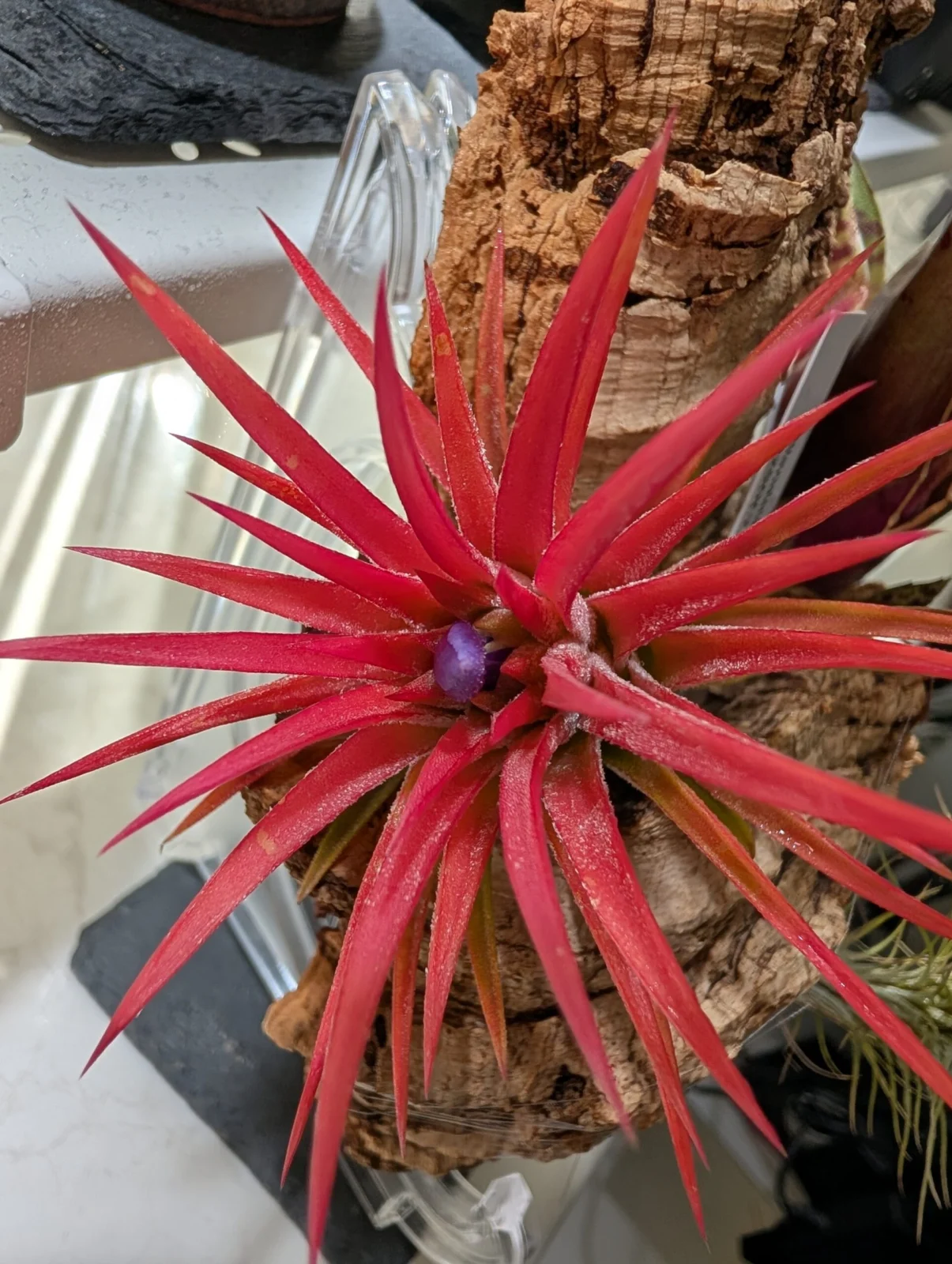 ティランジア　イオナンタ　ビーラー