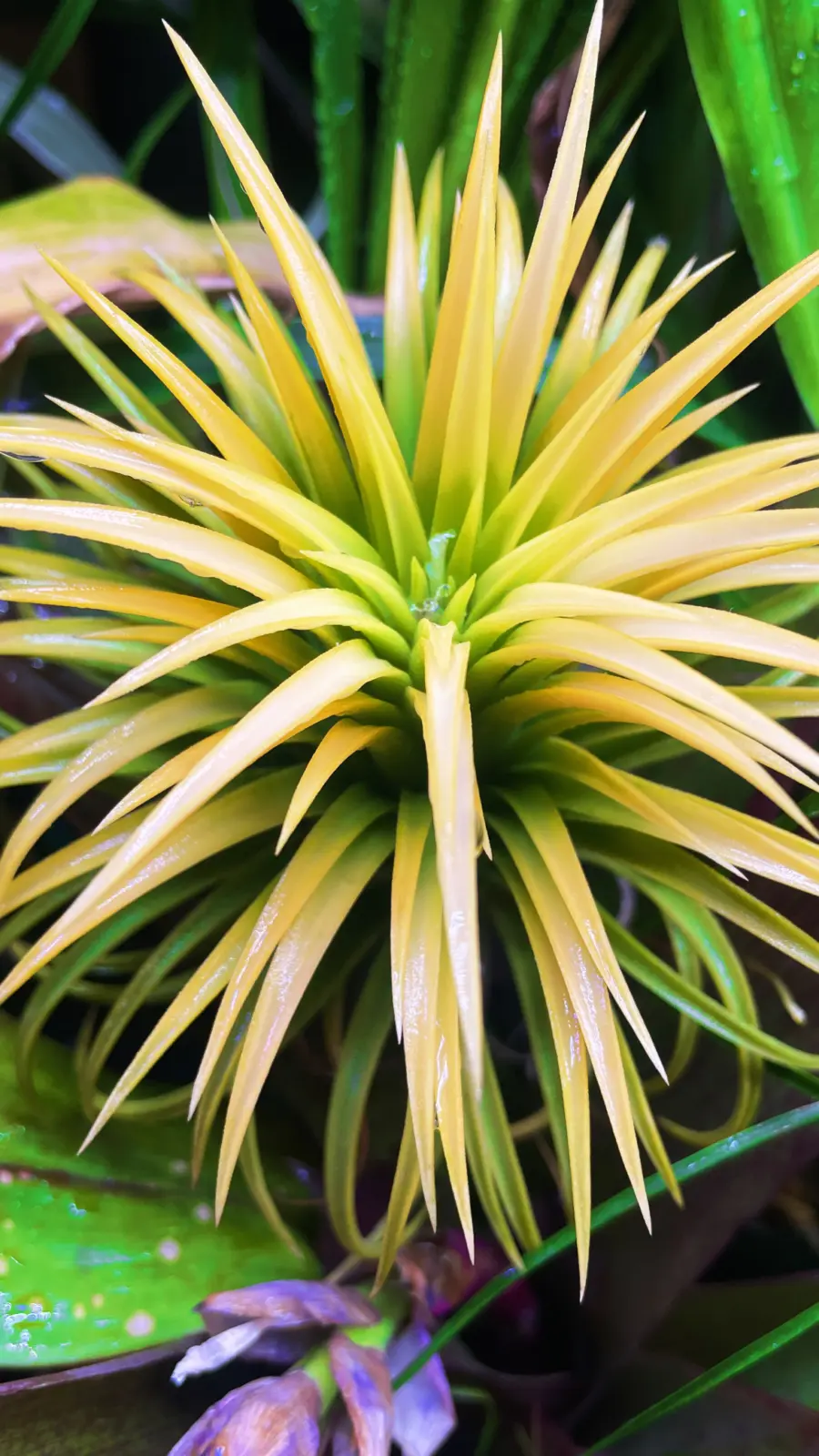 ティランジア　イオナンタ　スモウサイズホワイト