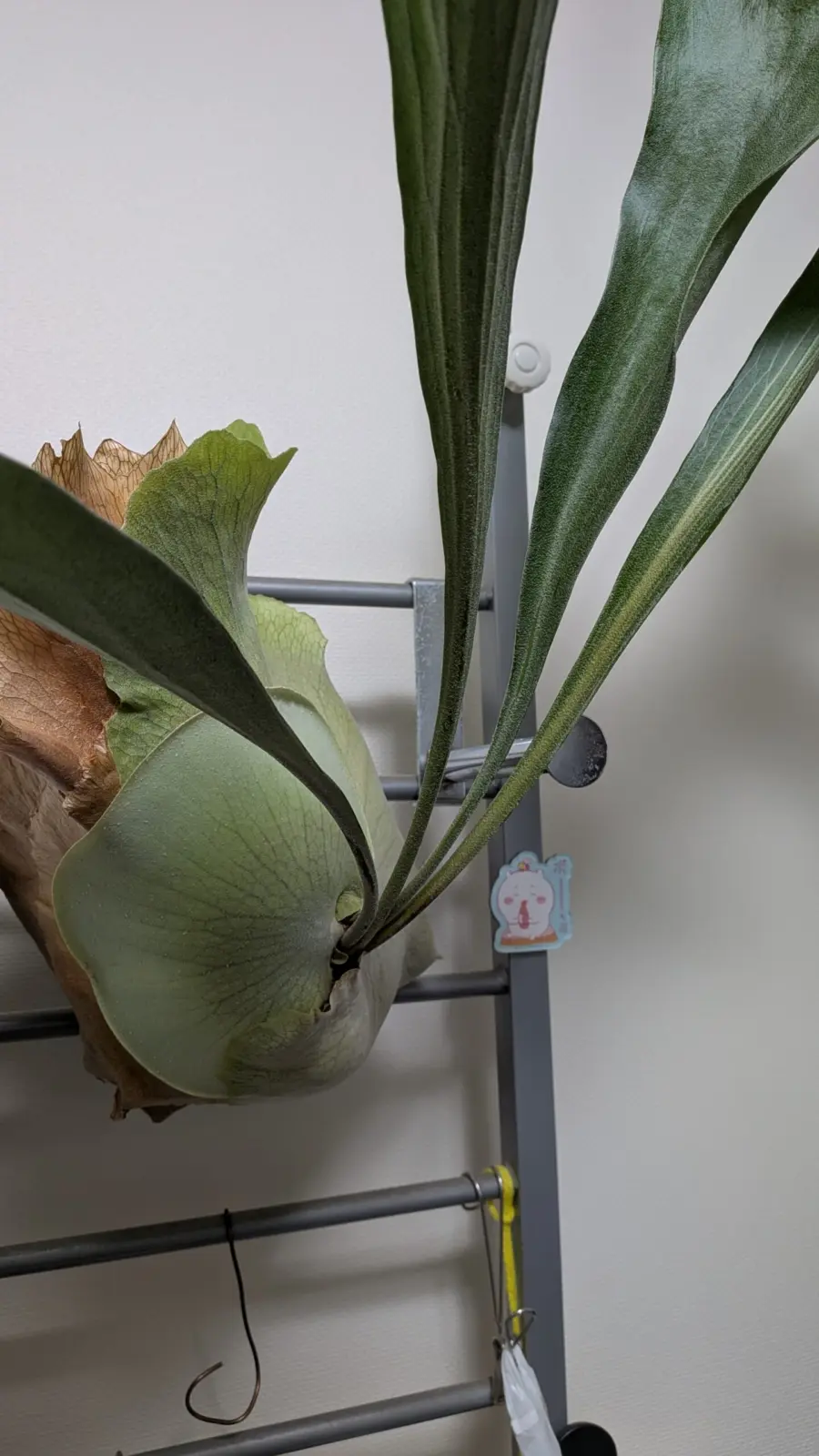 ビカクシダ ネザーランド