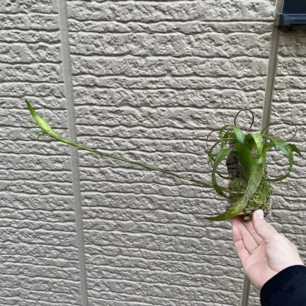 ペンデュラ　ネオレゲリア