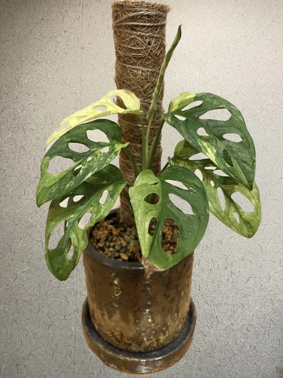 マドカズラ 斑入り