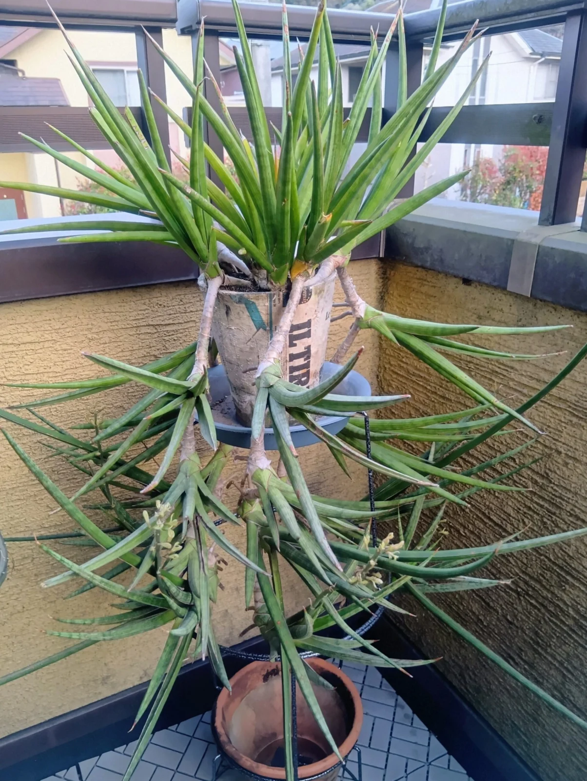 サンスベリア　マライカ