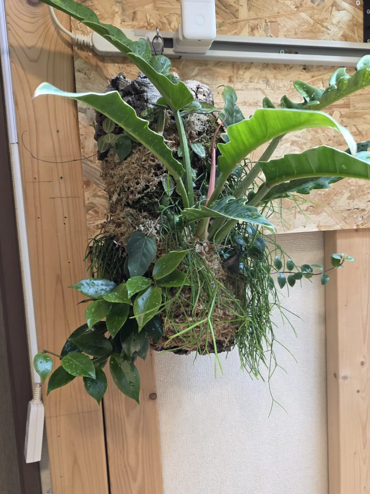 コルク着生 フィロデンドロン、ホヤ、ディスキディア、リプサリス