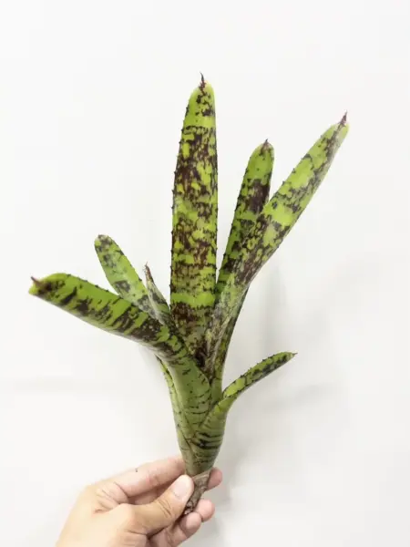ネオレゲリア クリサリス