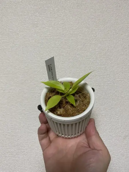 フィロデンドロン　ジャングルフィーバー