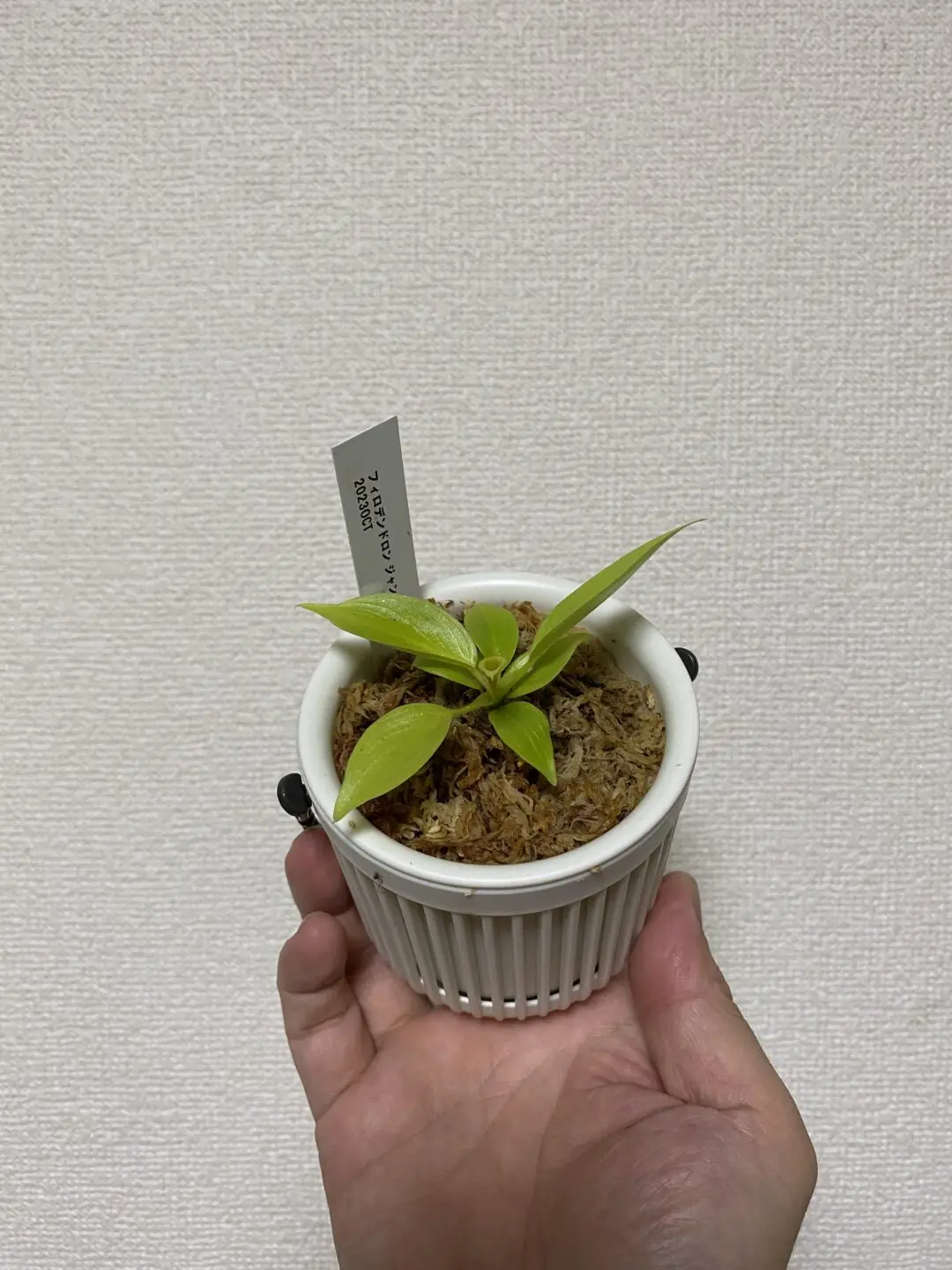 フィロデンドロン　ジャングルフィーバー