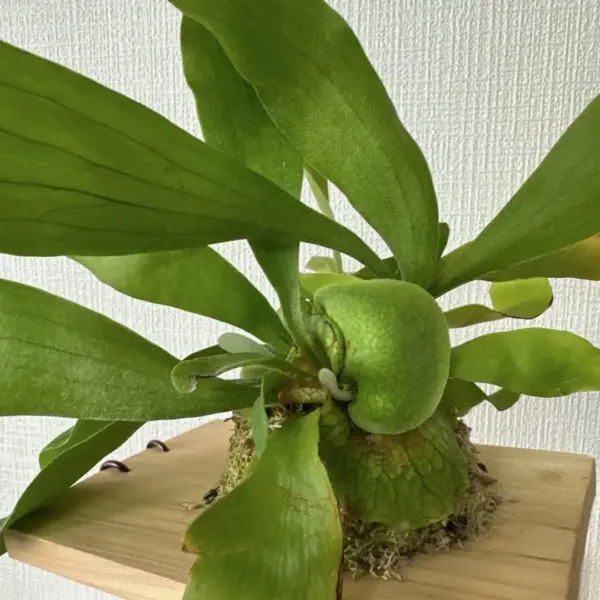 ビカクシダ ビフルカツム