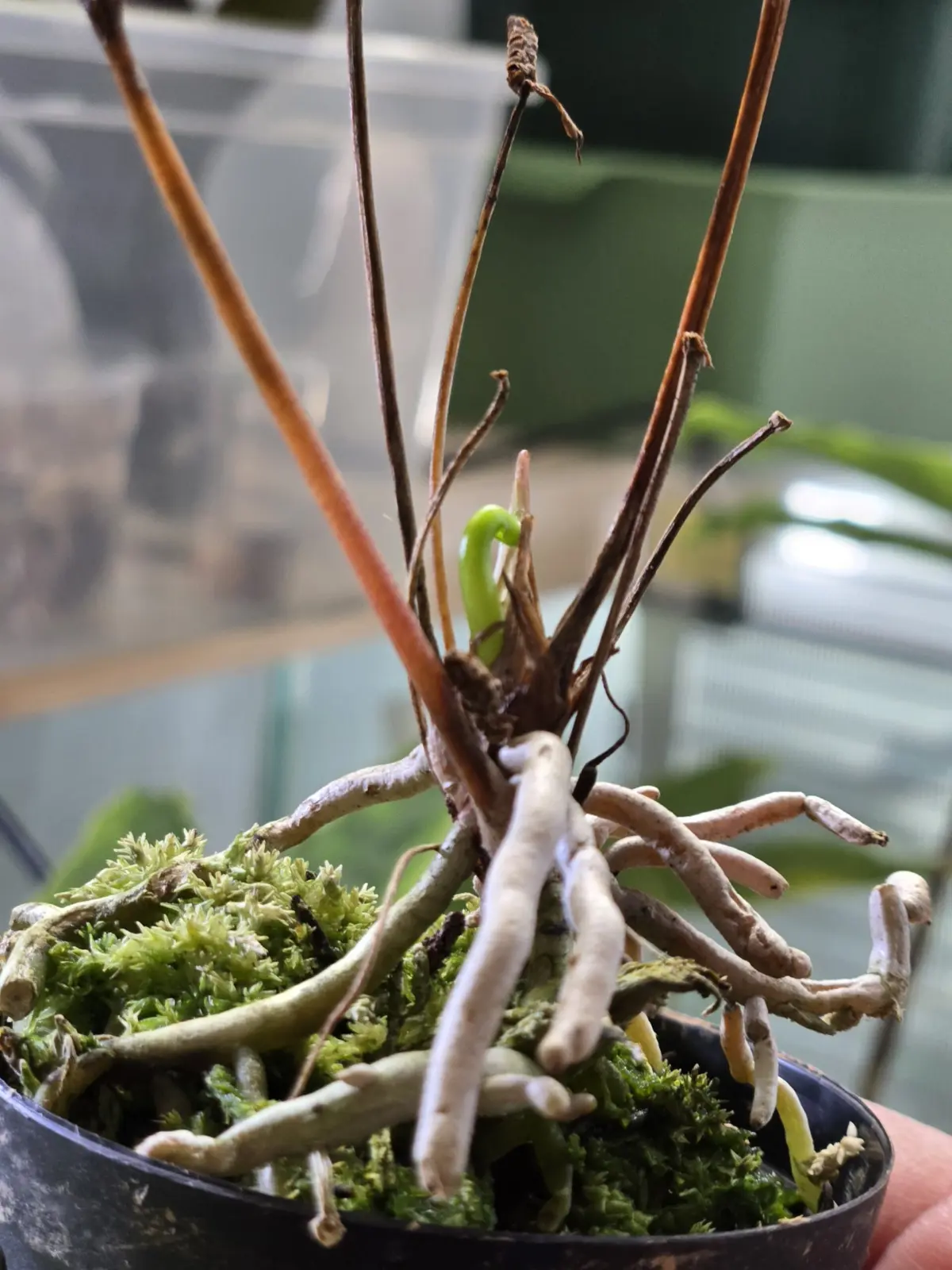 アンスリウム　グラシレ　その後