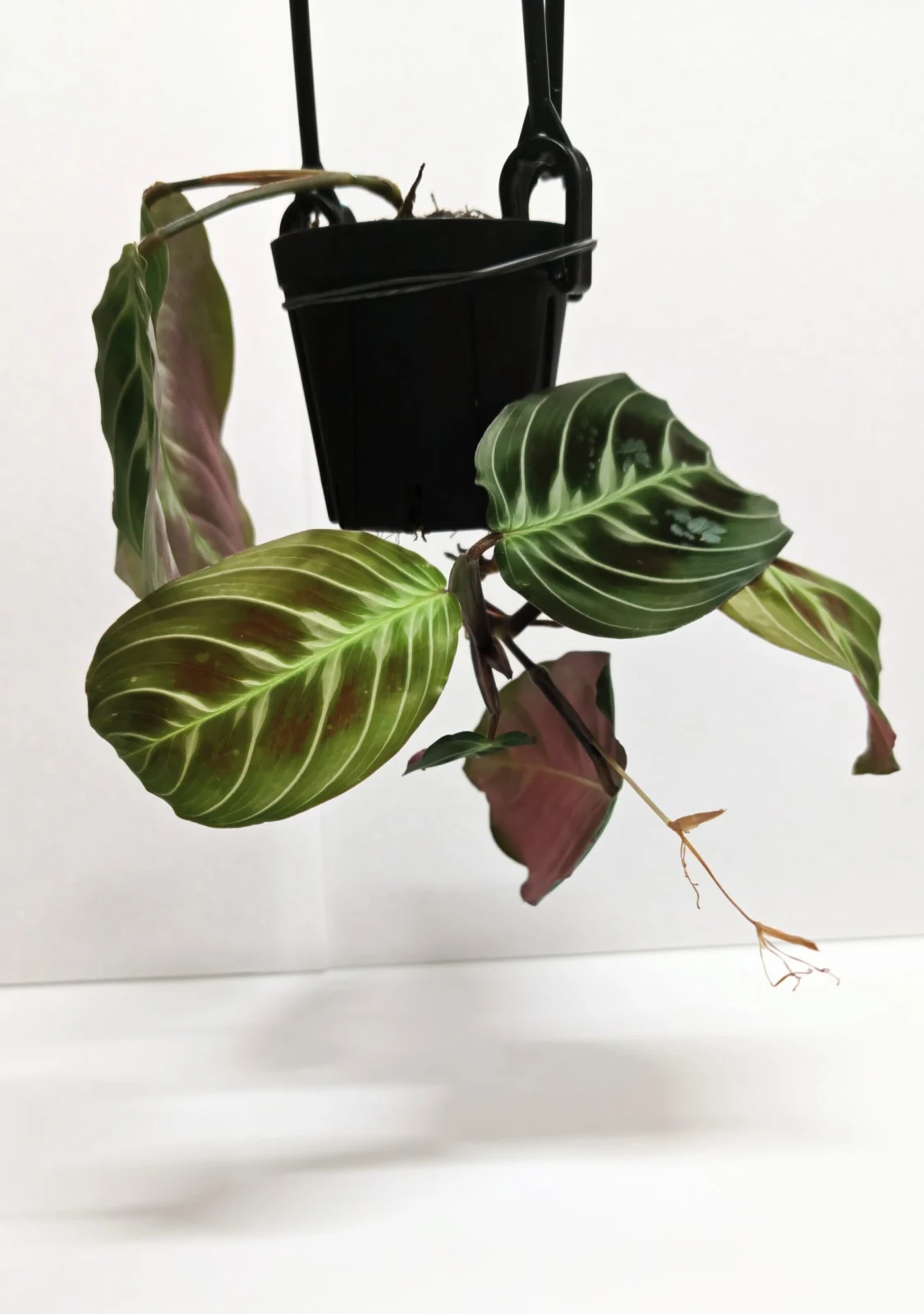 マランタ ノーアイディ