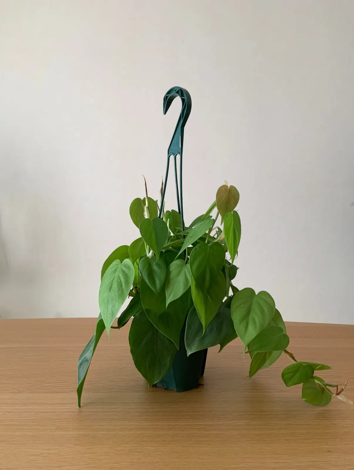 フィロデンドロン　オキシカルジウム