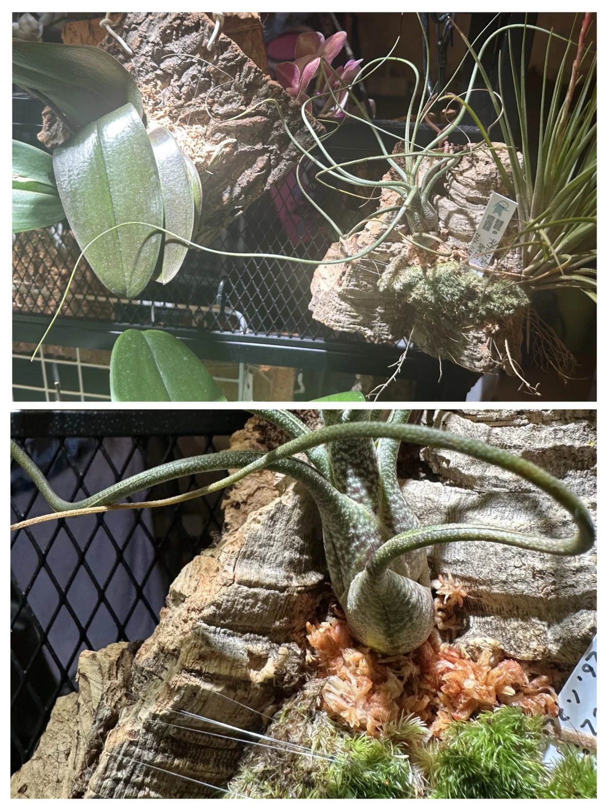 ティランジア　ブッツィー　水苔ヤマゴケ足下