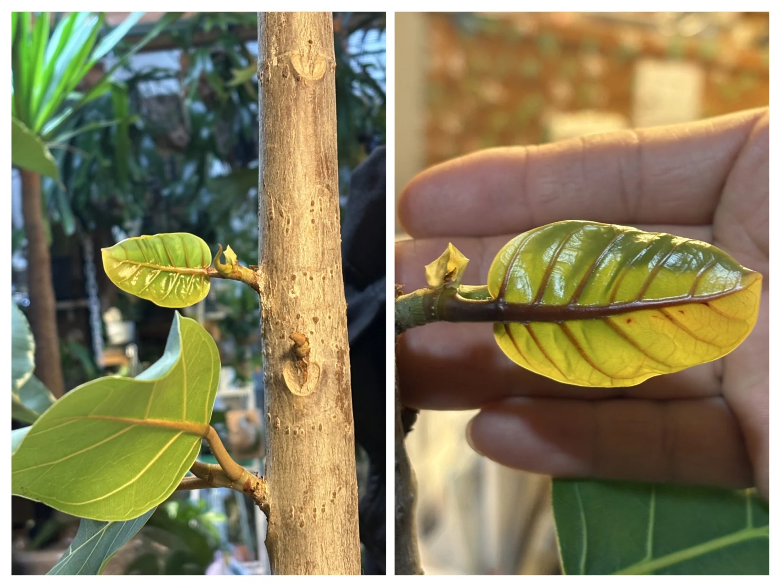 フィカス　ルテア　新葉