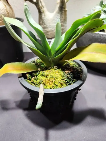 アングレカム セスキペダレ