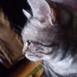 gunboy1110のアバター