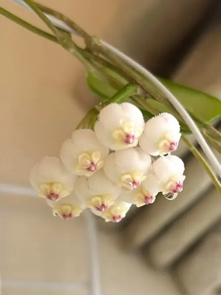 ホヤ ロツンディフォリア 花