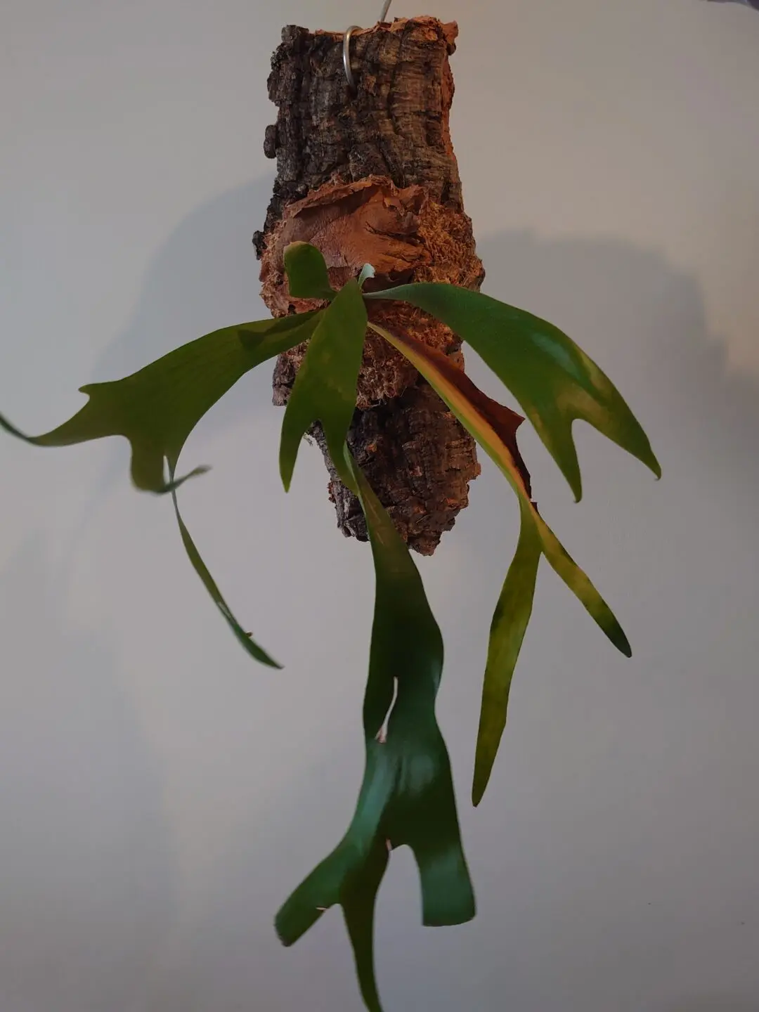 ビカクシダ　札落ち