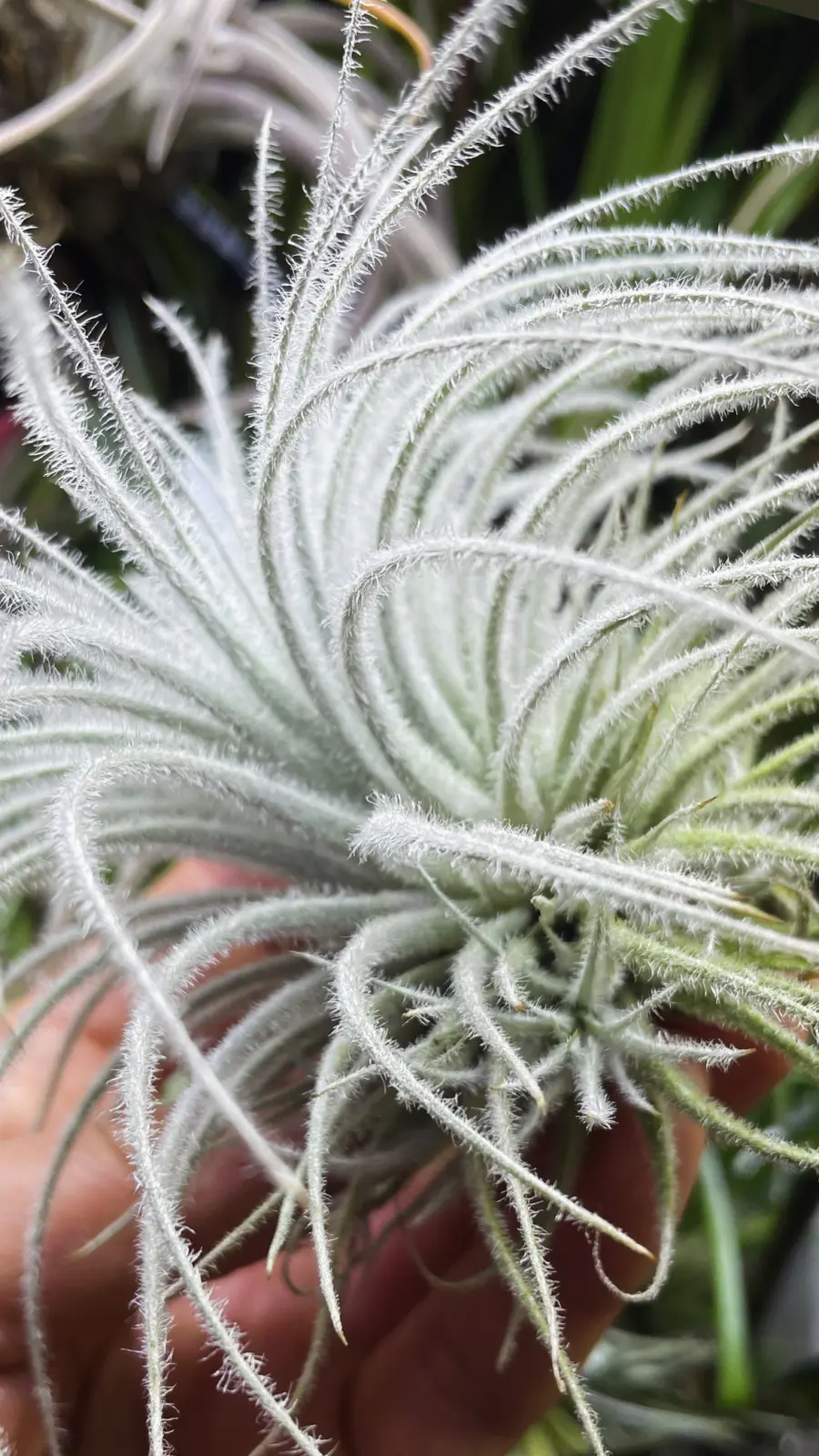 ティランジア テクトラム