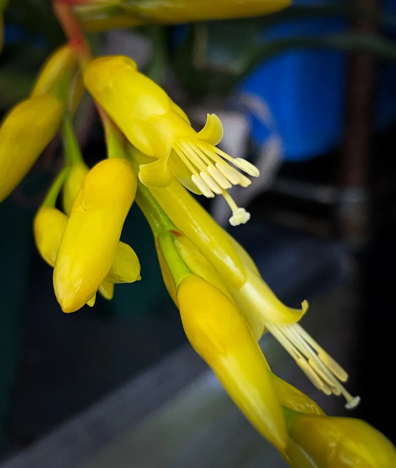 フリーセア　ロディガシアナ