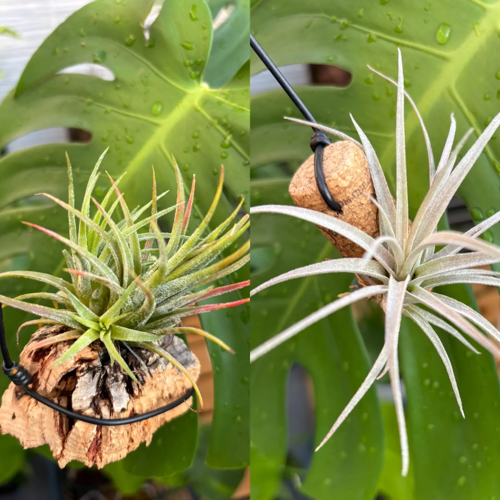 ティランジア　札落ち