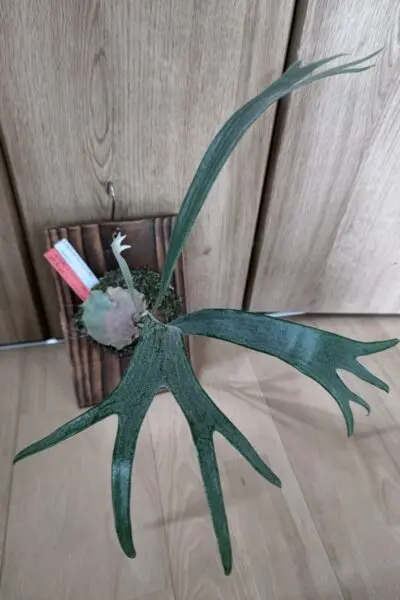 ビカクシダ ホソバタチバサラニホソバ