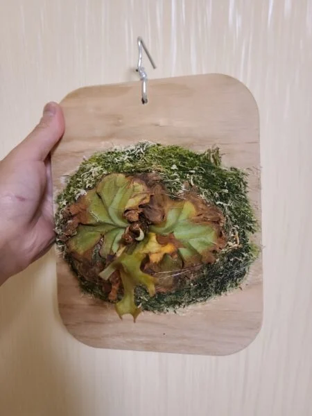 ビカクシダ　リドレイ