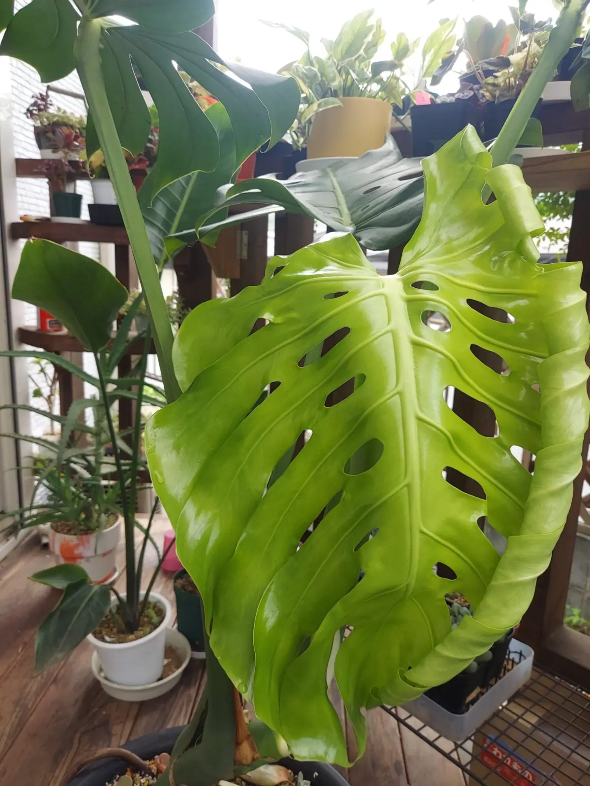 モンステラ　新葉