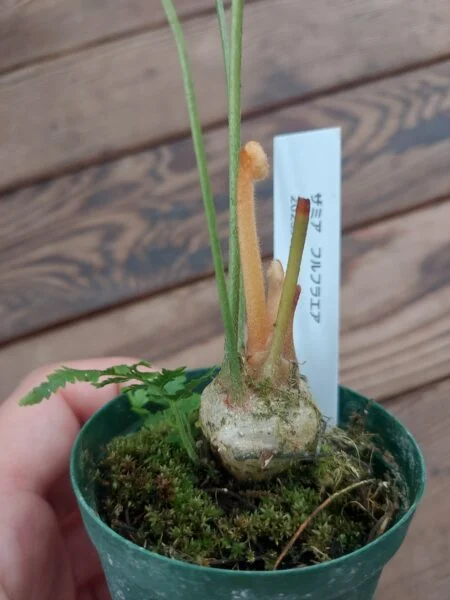 ザミア　フルフラエア