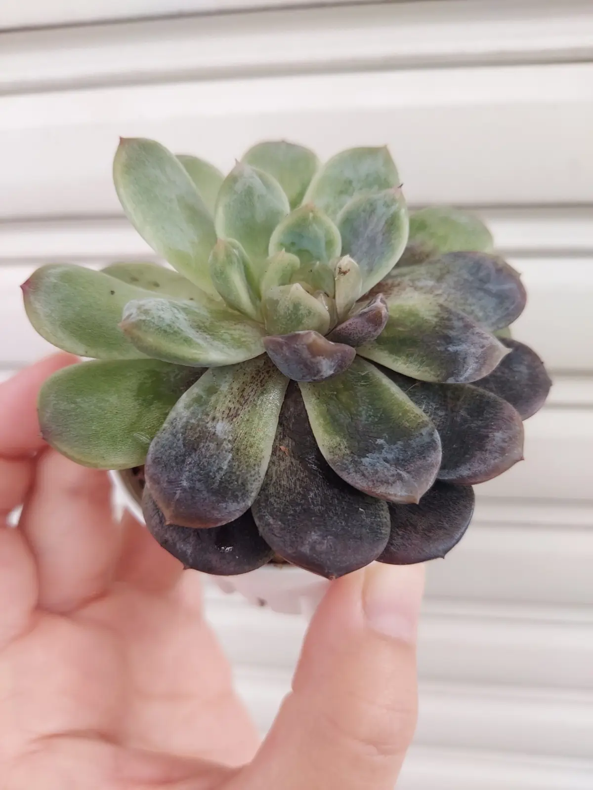 多肉植物　エケベリア　ジュレ　ビンクパウダー